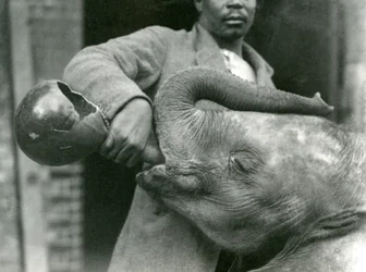 Jeune éléphant africain Kiberenge buvant donné par Darisha tandis que Syed Ali regarde en arrière-plan, Zoo de Londres, septembre 1923